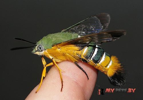 Cephonodes kingii