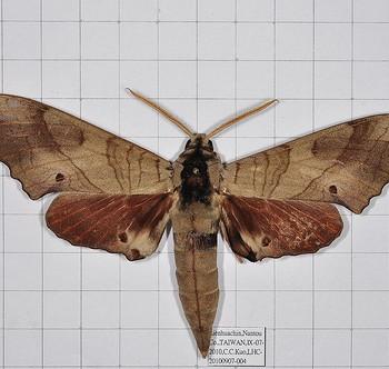 Marumba sperchius
