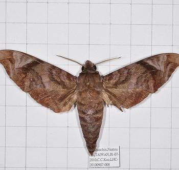 Acosmeryx castanea
