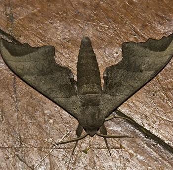 Polyptychoides erosus