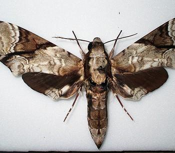 Megacorma obliqua