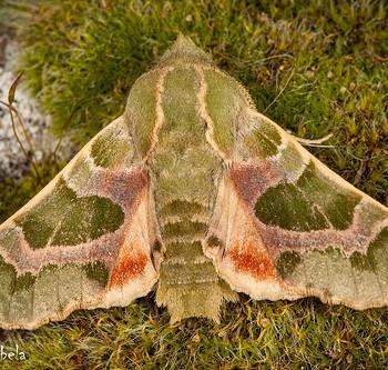 Arctonotus lucidus