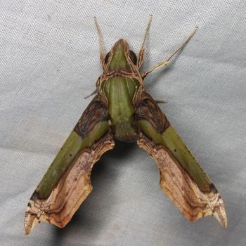 Eupanacra busiris