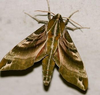 Darapsa versicolor
