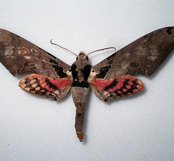 Adhemarius gannascus