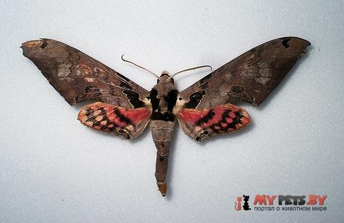 Adhemarius gannascus