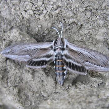 Sphinx perelegans
