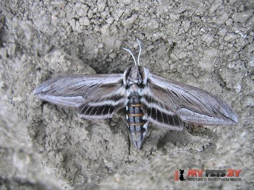 Sphinx perelegans