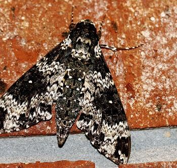 Manduca rustica