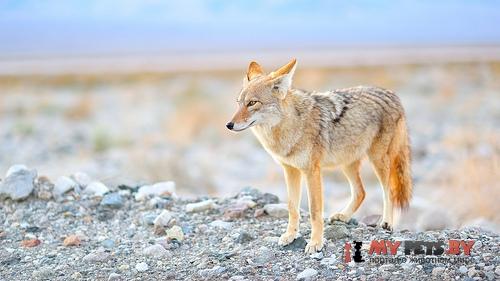 Canis latrans