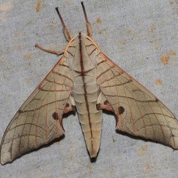 Marumba juvencus