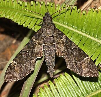 Meganoton nyctiphanes