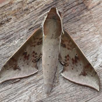 Rhagastis rubetra