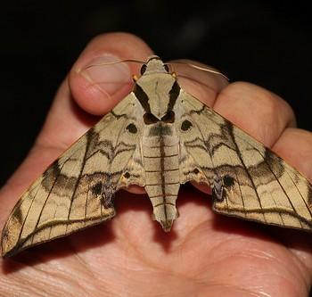 Ambulyx substrigilis