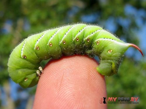 Manduca quinquemaculata