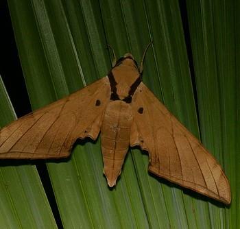 Ambulyx clavata