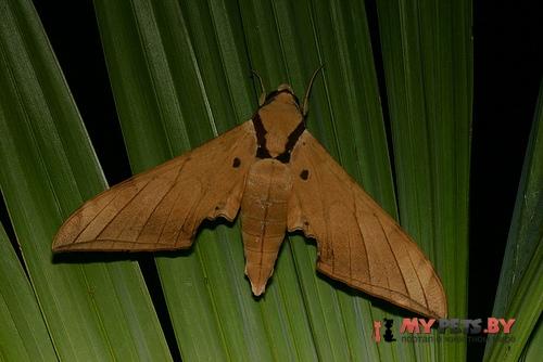 Ambulyx clavata