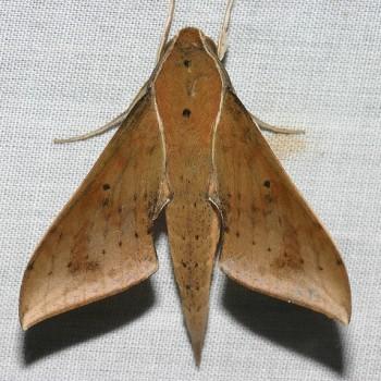 Rhagastis acuta