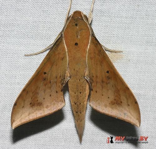 Rhagastis acuta