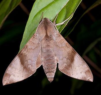 Acosmeryx formosana
