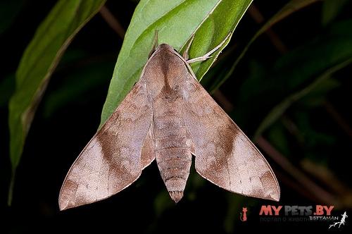 Acosmeryx formosana