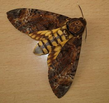 Acherontia styx