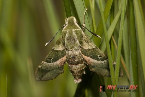 Proserpinus clarkiae