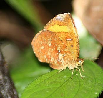 Callidula erycinoides