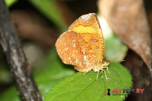 Callidula erycinoides