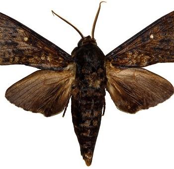 Dolbina inexacta