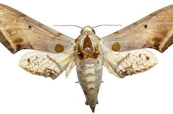 Ambulyx semiplacida