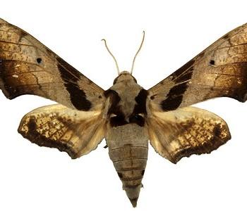 Ambulyx japonica