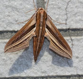 Theretra japonica