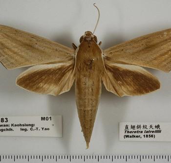 Theretra latreillii