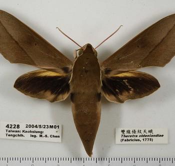 Theretra oldenlandiae
