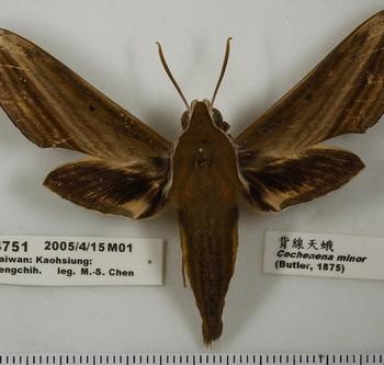 Cechenena minor