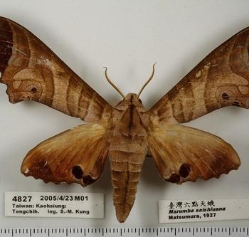 Marumba saishiuana