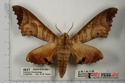 Marumba saishiuana