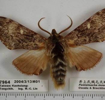 Pentateucha inouei