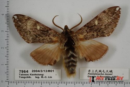 Pentateucha inouei