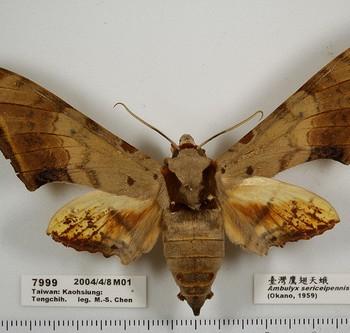 Ambulyx sericeipennis