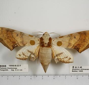 Ambulyx ochracea
