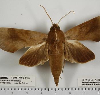 Ampelophaga rubiginosa