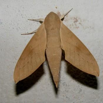 Theretra gnoma