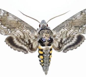 Manduca blackburni