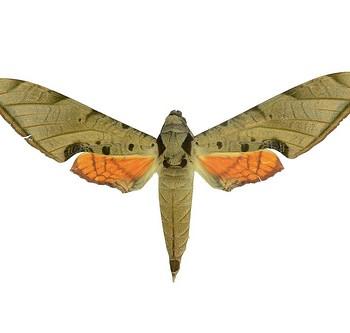 Protambulyx strigilis