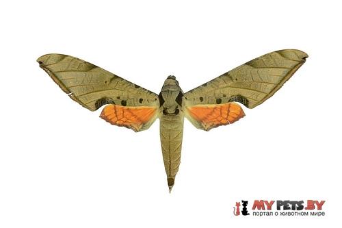 Protambulyx strigilis