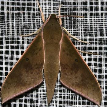 Rhagastis confusa