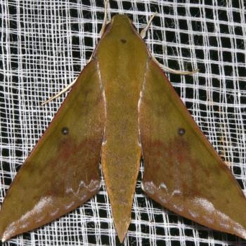 Rhagastis olivacea