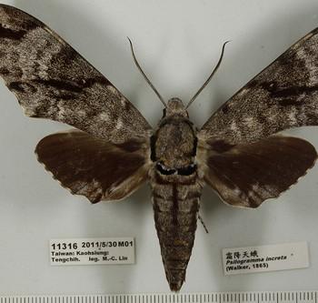 Psilogramma increta